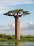 Baobab-Adansonia_grandidieri.jpg