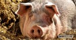 Raising-pigs_a-pig-farming-guide-for-beginners-1.jpg