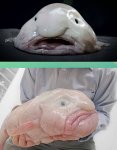 uglyfish950-485x622.jpg