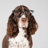 spaniel_2018