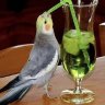 TequilaMockingbird