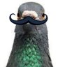 Poirotthepigeon