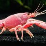 Pinklobster