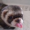 Ferret