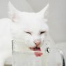 white_cat