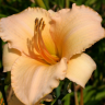 Hemerocallis