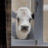 grumpy-nosy-cow