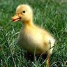 lepetitcanard