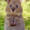 Quokka