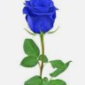 blue_rose