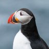 Puffin_island