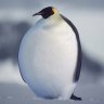 RoundPenguin