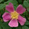 Prickly Pink Rose