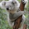 QueenKoala