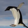 Adelie penguin