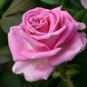 pinkrose81