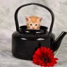 kettlekitten