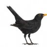 Blackbird