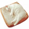 Catsontoast