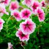 petalpetunia