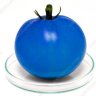 Bluetomato