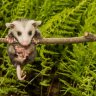 justapossum