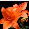 Orange lilly