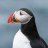 Puffin_island